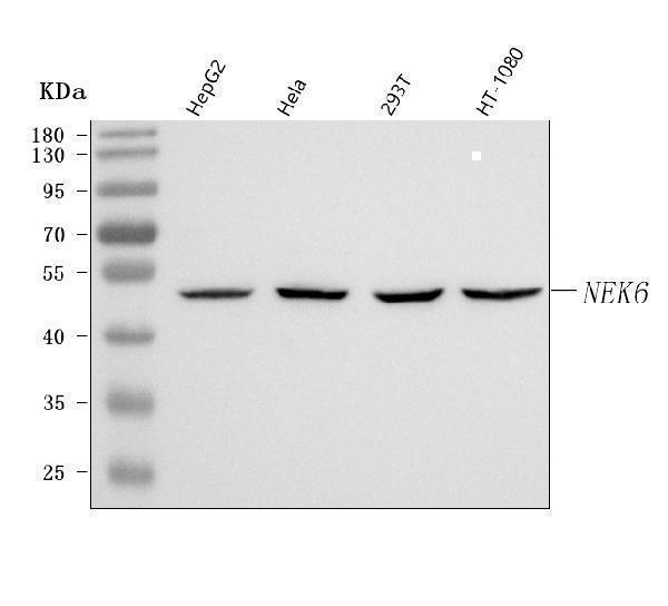  Western blot analysis of NEK6 using anti-NEK6 antibody (A03740-1)