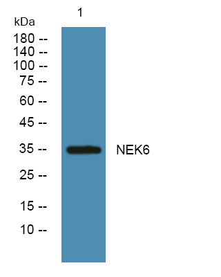 Western blot analysis of lysates from U2OS cells, primary antibody was diluted at 1:1000, 4°over night