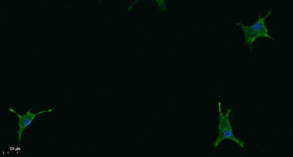 Immunofluorescence analysis of A549