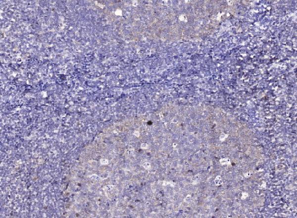 Immunohistochemical analysis of paraffin-embedded human tonsil