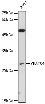 Western blot analysis of extracts of 293T cells, using YEATS4 antibody  at 1:1000 dilution