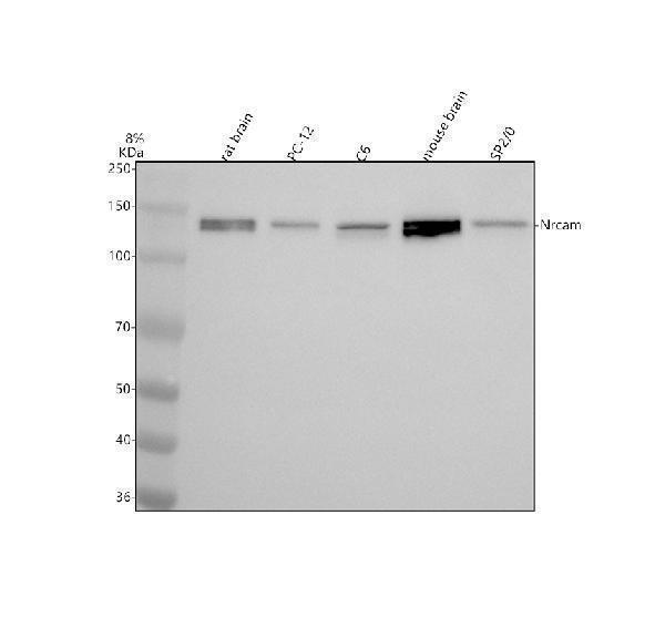 Western blot analysis of NRCAM using anti-NRCAM antibody (A03746-1)