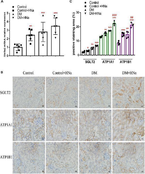 a03748 1 fphar 12 741087 g005