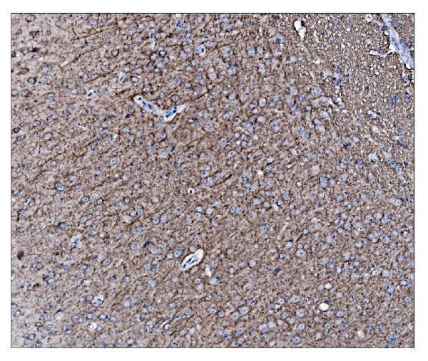 a03756 1 ina primary antibodies ihc testing 2