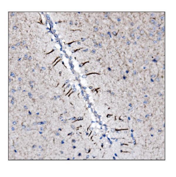 a03756 1 ina primary antibodies ihc testing 3