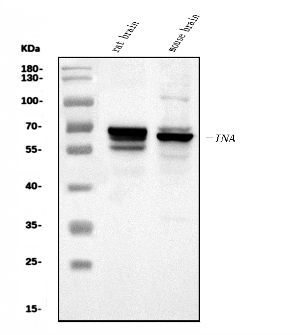 a03756 1 ina primary antibodies wb testing 1