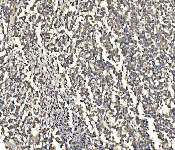 a03757 3 atg9a primary antibodies ihc testing 4