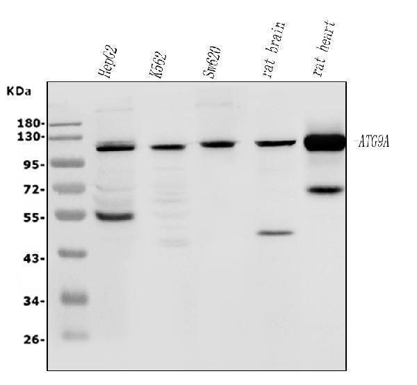 a03757 3 atg9a primary antibodies wb testing 1