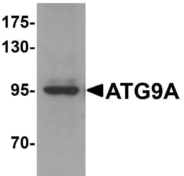 Western blot analysis of ATG9A in mouse heart tissue lysate with ATG9A antibody at 1 μg/mL