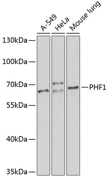 Western blot analysis of extracts of various cell lines, using PHF1 antibody  at 1:1000 dilution