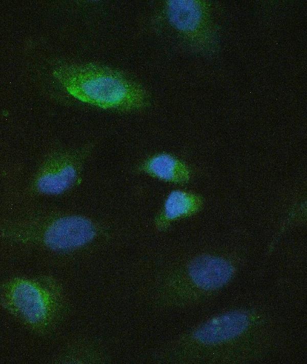IF analysis of MMP10 using anti-MMP10 antibody (A03759-1). MMP10 was detected in immunocytochemical section of A549 cell. Enzyme antigen retrieval was performed using IHC enzyme antigen retrieval reagent (AR0022) for 15 mins. The cells were blocked with 10% goat serum. And then incubated with 2μg/mL rabbit anti-MMP10 Antibody (A03759-1) overnight at 4°C. DyLight®488 Conjugated Goat Anti-Rabbit IgG (BA1127) was used as secondary antibody at 1:100 dilution and incubated for 30 minutes at 37°C. The section was counterstained with DAPI. isualize using a fluorescence microscope and filter sets appropriate for the label used.