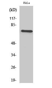Western Blot analysis of various cells using TFIIIB90-1 Polyclonal Antibody cells nucleus extracted by Minute TM Cytoplasmic and Nuclear Fractionation kit 
