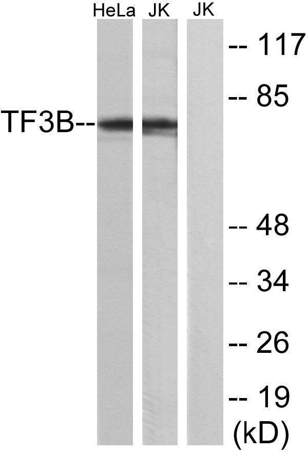 Western blot analysis of lysates from HeLa and Jurkat cells, using TF3B Antibody