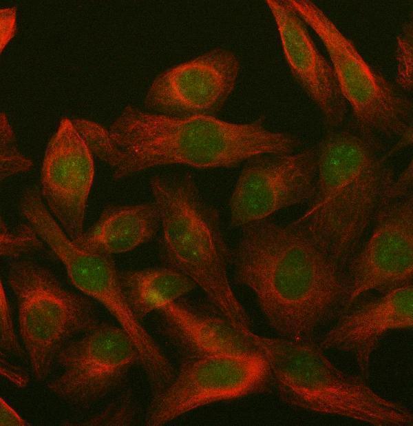 a03762 2 parp3 primary antibodies if testing 5