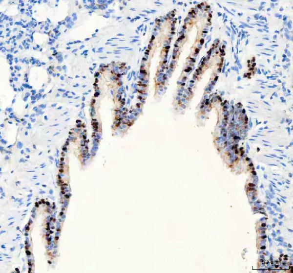 a03762 2 parp3 primary antibodies ihc testing 4