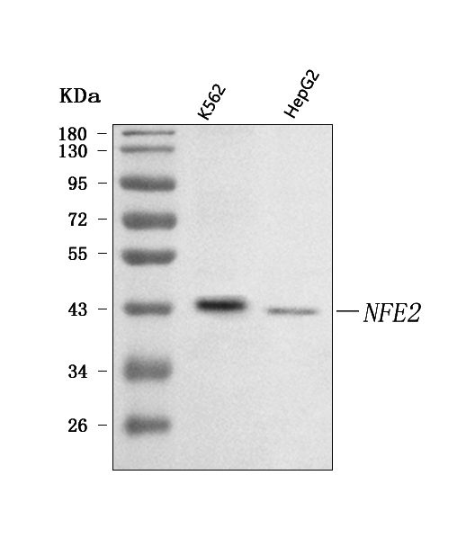 a03765 1 nfe2 primary antibodies wb testing 1
