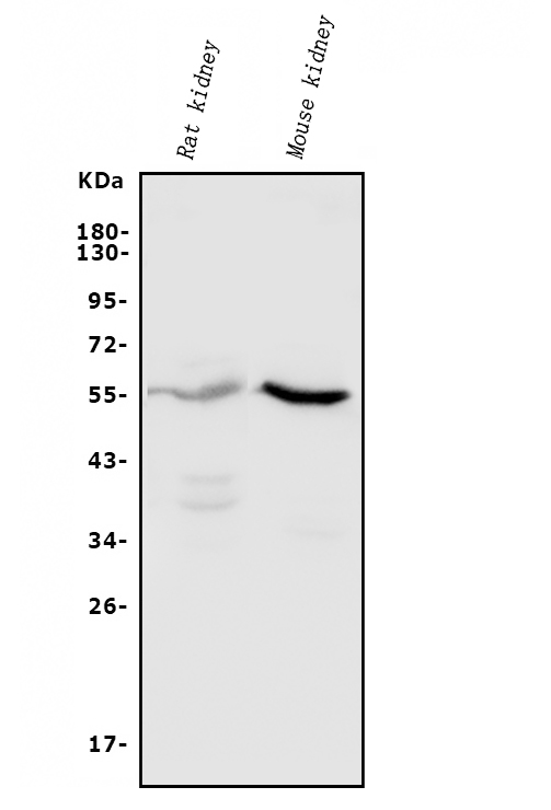 a03766 3 cyp11b1 primary antibodies wb testing 1