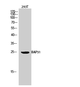 a03767 1 bcap31 primary antibodyes wb testing 1