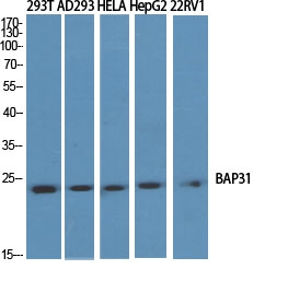 a03767 1 bcap31 primary antibodyes wb testing 2