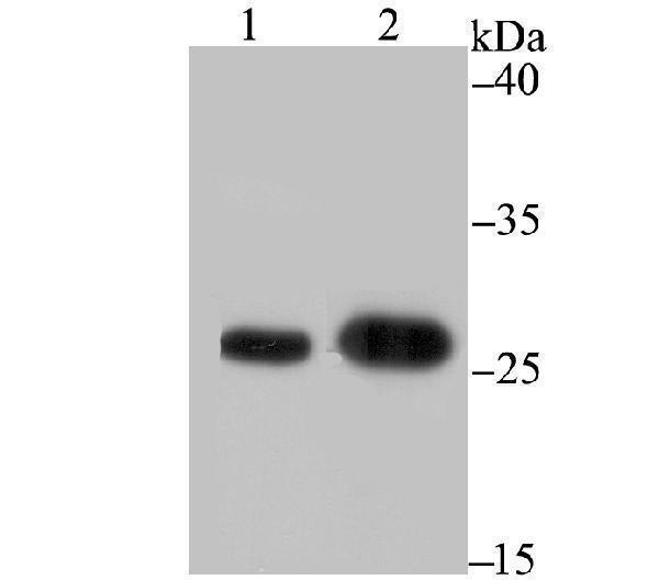 Western blot analysis of BAP31 on different lysates using anti-BAP31 antibody at 1/1,000 dilution
