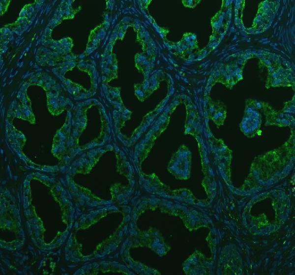 a03767 4 bcap31 primary antibodies if testing 2