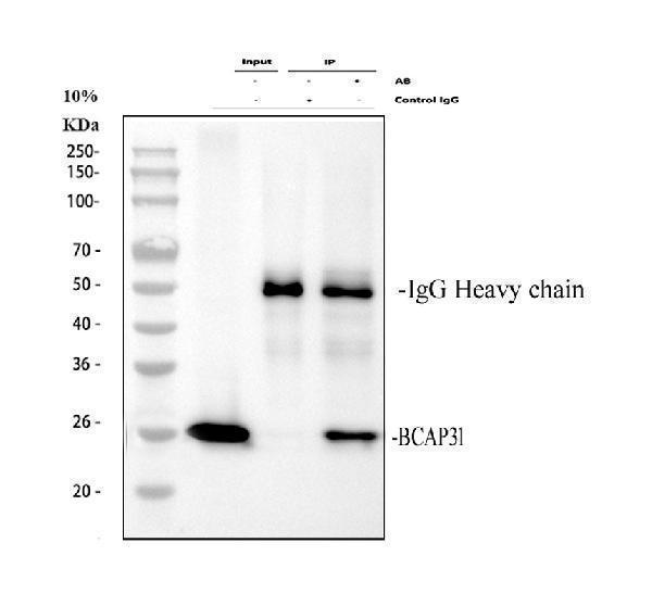 a03767 4 bcap31 primary antibodies ip testing 1