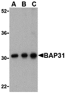 Western Blot Validation in Ramos Cell Lysate
Loading: 15 μg of lysates per lane