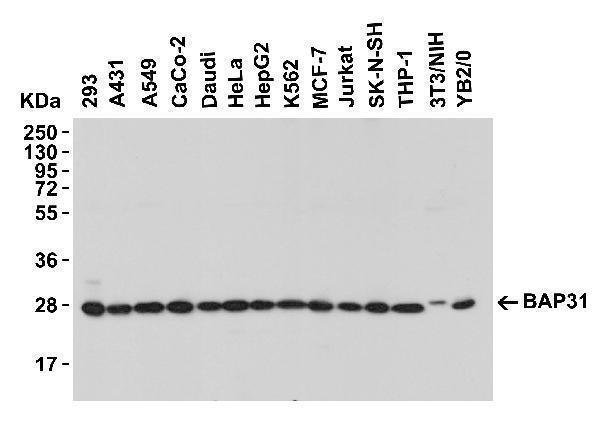Western Blot Validation in Human, Mouse and Rat Cell Lines
Loading: 15 μg of lysates per lane