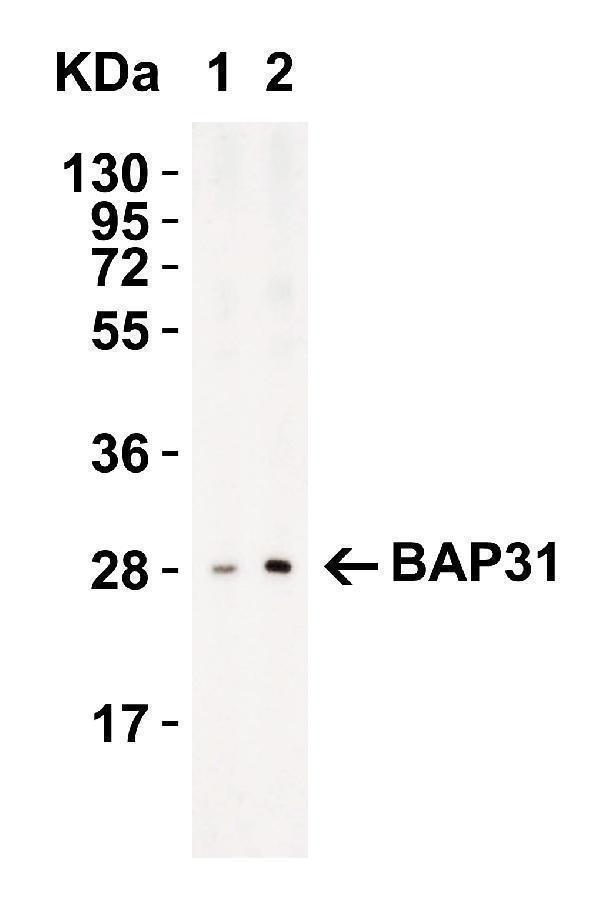 Western Blot Validation in Rat Lung Tissue Lysate
Loading: 15 μg of lysates per lane