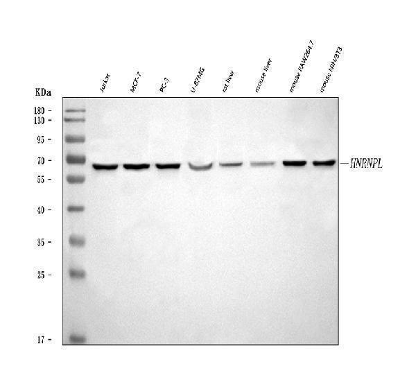  Western blot analysis of hnRNP L/HNRNPL using anti-hnRNP L/HNRNPL antibody (A03769-4)