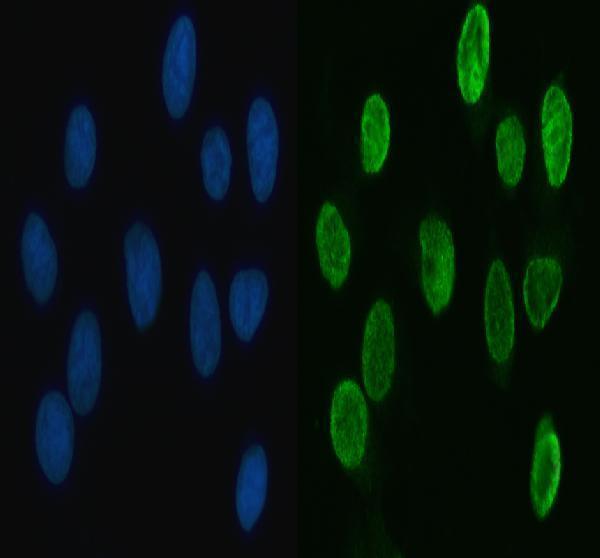 a03769 hnrnpl primary antibodies if testing 9