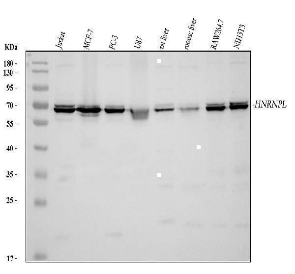 a03769 hnrnpl primary antibodies wb testing 1