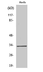 a03770 tra2a primary antibodies wb testing 2