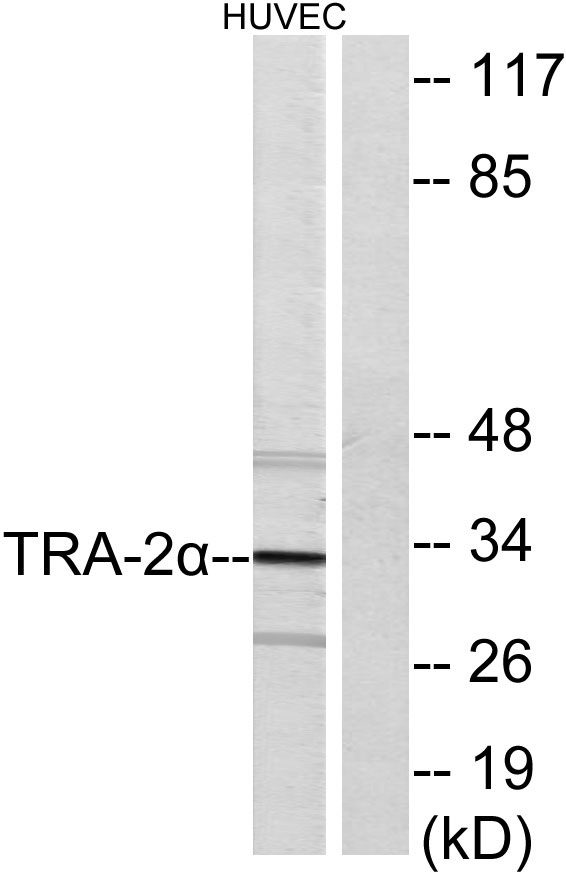 a03770 tra2a primary antibodies wb testing 3