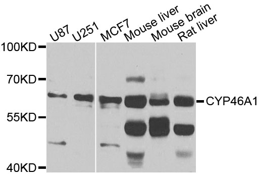 Western blot analysis of extracts of various cells, using CYP46A1 antibody