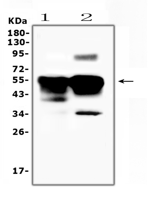 a03775 retinal_s_antigen primary antibodies wb testing 1