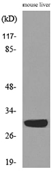 Western blot analysis of lysate from mouse liver cells, using FGF5 Antibody