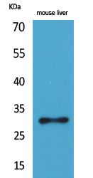 Western Blot analysis of mouse liver cells using FGF-5 Polyclonal Antibody