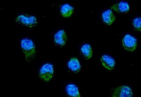 a03777 2 mt nd2 primary antibodies if testing 2