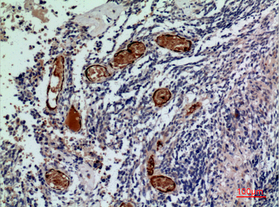 a03778 rhag primary antibodies ihc testing 1