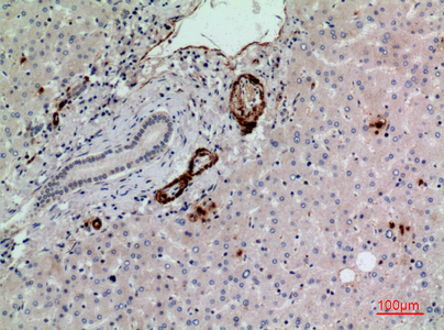 a03778 rhag primary antibodies ihc testing 4