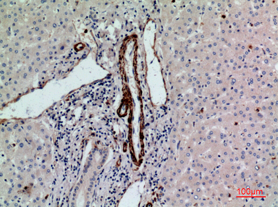 a03778 rhag primary antibodies ihc testing 5