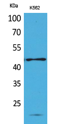 a03778 rhag primary antibodies wb testing 2