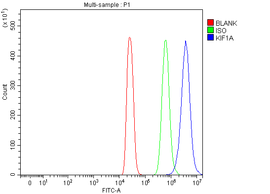 Flow Cytometry analysis of 293T cells using anti-KIF1A antibody (A03779-1)