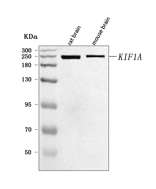  Western blot analysis of KIF1A using anti-KIF1A antibody (A03779-1)