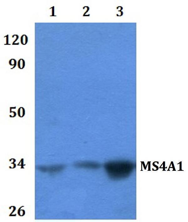 a03780 1 ms4a1 primary antiboties wb testing 1