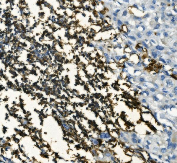 a03780 2 ms4a1 primary antibodies ihc testing 2