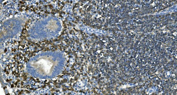 a03780 2 ms4a1 primary antibodies ihc testing 3