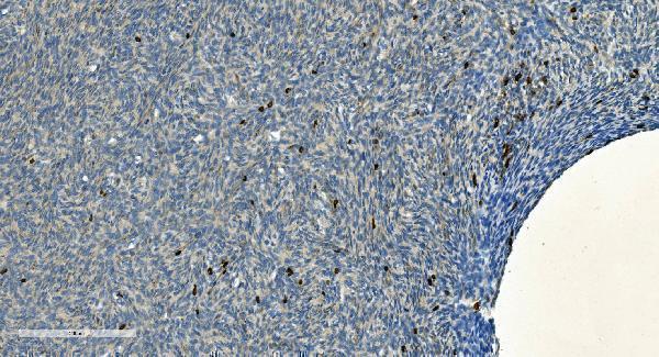 a03780 2 ms4a1 primary antibodies ihc testing 7