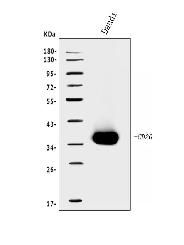 a03780 2 ms4a1 primary antibodies wb testing 1_1